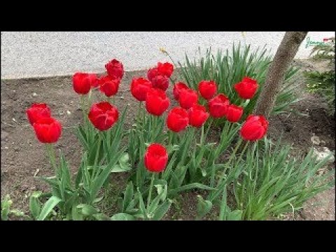 Spring in Vancouver Canada